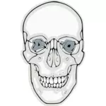 디지털화 된 인간의 두개골의 벡터 그래픽
