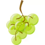 رسومات متجه من العنب الأخضر شبه الشفاف