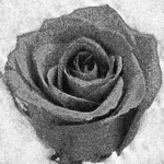 Rose antik