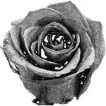 Retro rose image