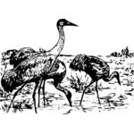 Whooping cranes vector image