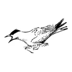 Arctic Tern vector imagine