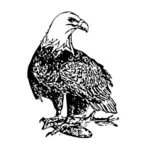 Bald Eagle Vector Art