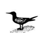 黑燕鸥矢量艺术