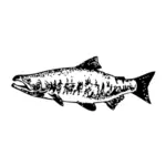 Chum salmon vector image