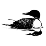 Common Loon Vector Image