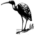 Ibis na pobřeží vektorové ilustrace