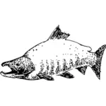 Image vectorielle de saumon sockeye