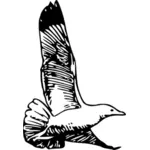 herring gull in flight vector drawing