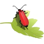 Gândacul cardinale