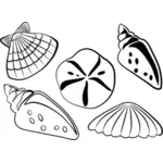 海贝壳矢量插图