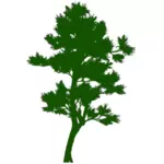 Zelená borovice