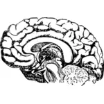 Schéma mozku