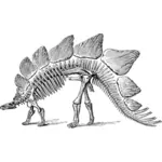Stegosaurus skeleton vector image