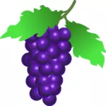 Vestor illustration of ripe grapes