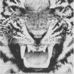 Tigre grogne