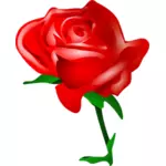 Červená růže vektorový obrázek