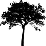Силуэт вектор картинки открытого дерева сверху