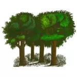 Groupe d’arbres