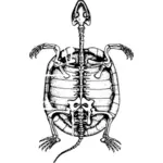 Gráficos vectoriales esqueleto de tortuga