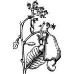 Cashewnötter växt vektorbild