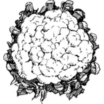 Cauliflower vector image