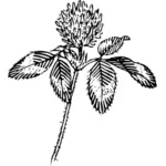 तिपतिया घास फूल वेक्टर क्लिप आर्ट