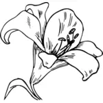 百合花卉矢量图像