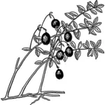 Tranbär med dess blad vektor ClipArt