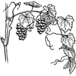 Grapevine dengan cabang vektor klip seni