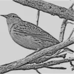 Western Meadowlark vector tekening