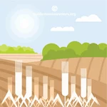 Grafika wektorowa pola pszenicy