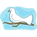 Weiße Taube Bild