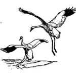 Trompetkraanvogel afbeelding