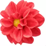 Dahlia flower vector