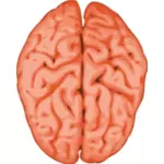 脳のベクトル画像