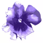 Pansy vector image