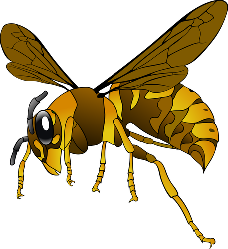 A hornet